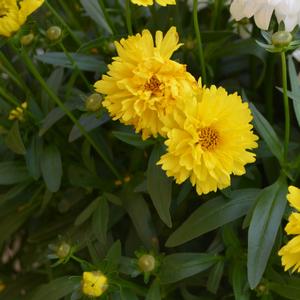 Coreopsis Leading Lady Sophia