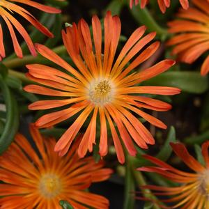 Delosperma Ocean Sunset™ Orange Vibe