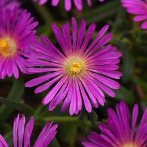 Delosperma Ocean Sunset™ Violet