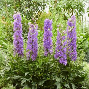 Delphinium Delgenius™ Breezin'