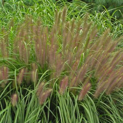 Pennisetum alopecuroides Red Head