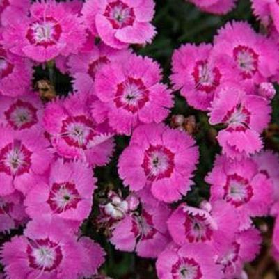 Dianthus EverBloom™ Strawberry Tart