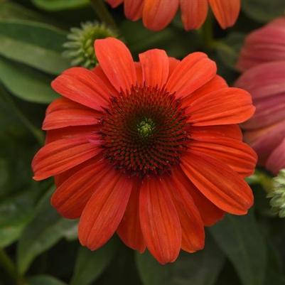 Echinacea Sombrero® Mandarin Mambo