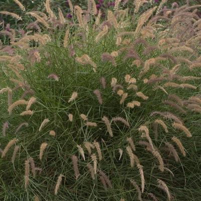 Pennisetum orientale Karley Rose