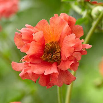 Geum Coral Tempest