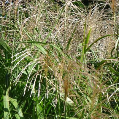 Miscanthus floridulus Giganteus