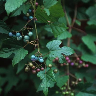 Ampelopsis brevipedunculata Elegans