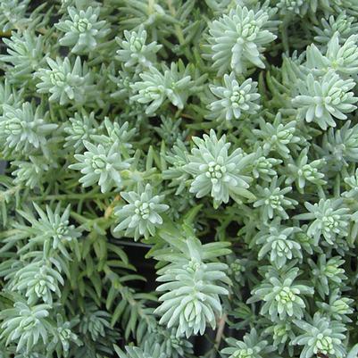 Sedum reflexum Blue Spruce