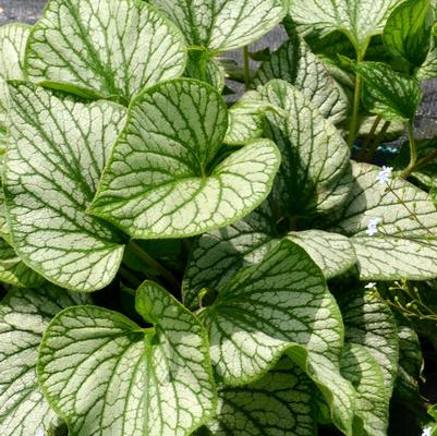 Brunnera macrophylla Silver Charm