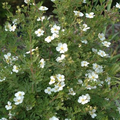 Potentilla fruticosa Abbotswood