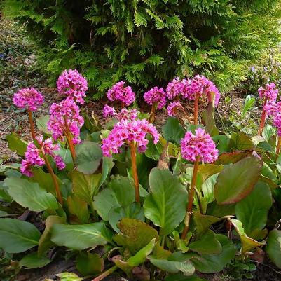 Bergenia cordifolia 