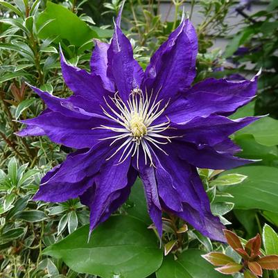 Clematis Haku Ookan