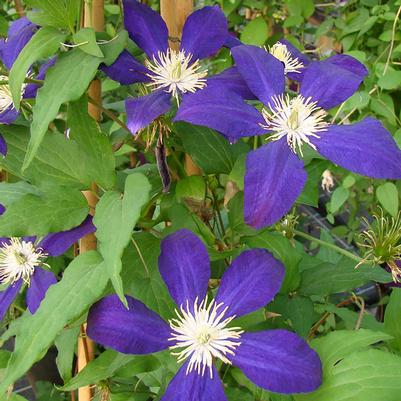 Clematis The Vagabond