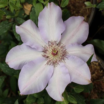 Clematis Vancouver™ Daybreak