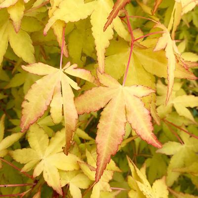 Acer palmatum Katsura