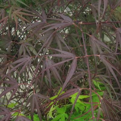 Acer palmatum Pung Kil