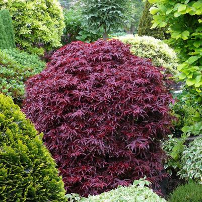 Acer palmatum Shaina