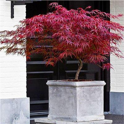 Acer palmatum var. dissectum Firecracker