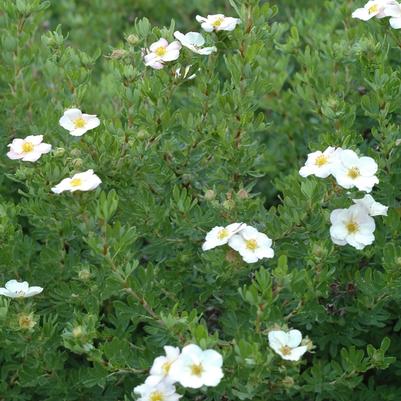 Potentilla fruticosa Pink Beauty