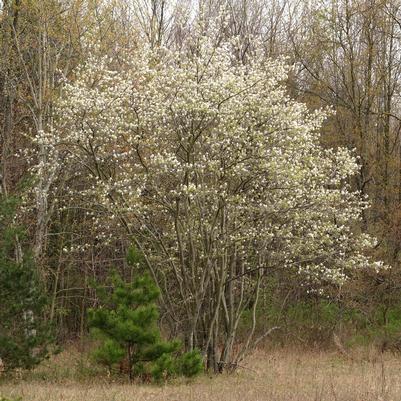 Amelanchier arborea 