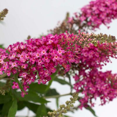 Buddleia davidii Dapper® Pink