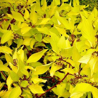 Cornus alba Aurea