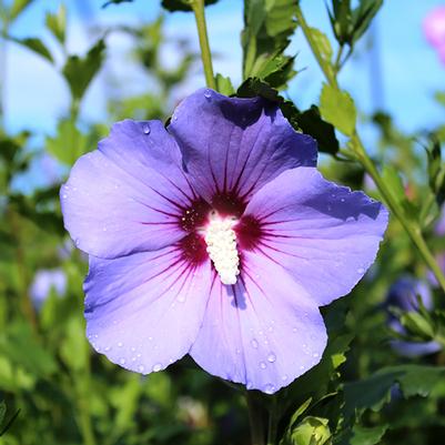 Hibiscus syriacus Blue Bird