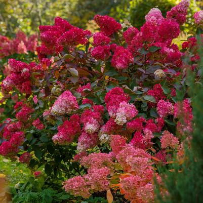 Hydrangea paniculata Red Light™