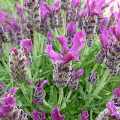 Lavandula stoechas Anouk Deep Rose