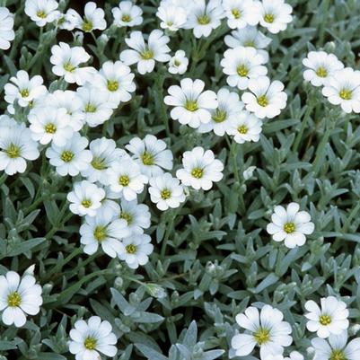 Cerastium tomentosum 