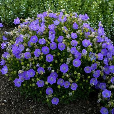 Campanula carpatica Rapido Blue