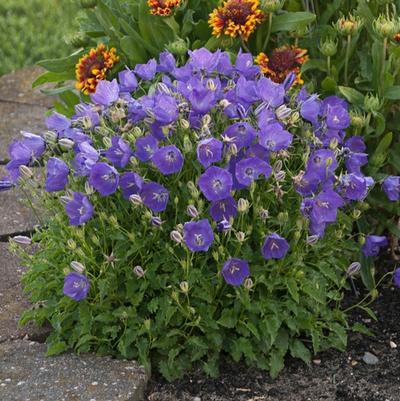 Campanula carpatica Pearl Deep Blue