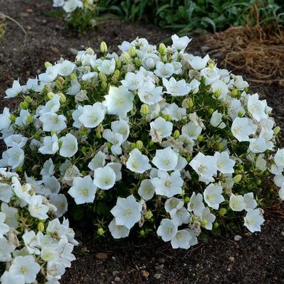 Campanula carpatica Rapido White