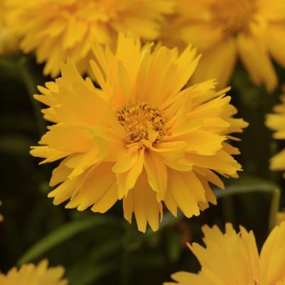 Coreopsis grandiflora Double the Sun