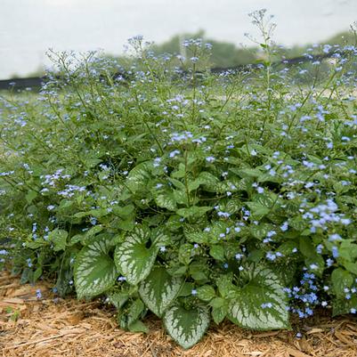 Brunnera macrophylla Emerald Mist