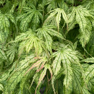 Acer palmatum Peaches and Cream