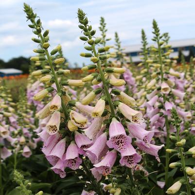 Digitalis purpurea Camelot Lavender