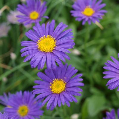 Aster novi-belgii Wood's Purple
