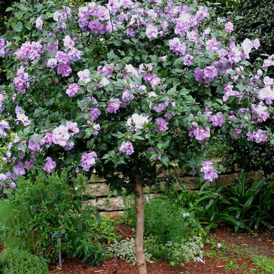 Hibiscus syriacus Ardens - Standard