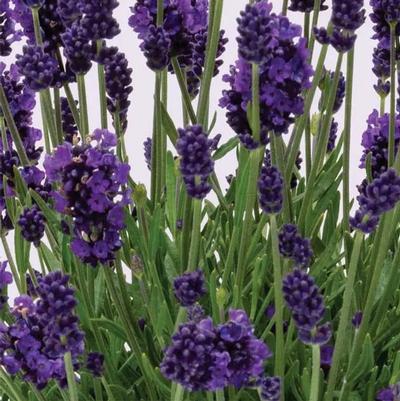 Lavandula angustifolia La Diva Eternal Elegance