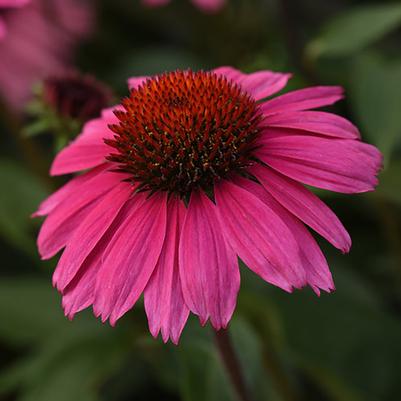 Echinacea Sombrero&reg; Rosada