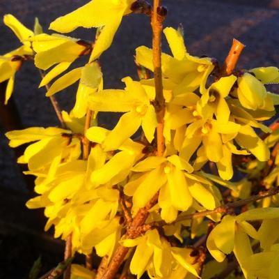 Forsythia ovata Northern Gold