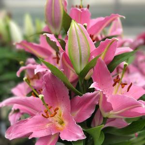 Lilium Lily Looks Sunny Camino