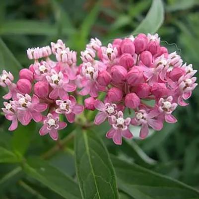 Asclepias incarnata 