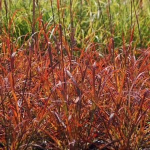 Andropogon gerardii Red October