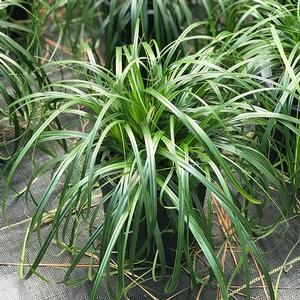 Carex oshimensis Ribbon Falls