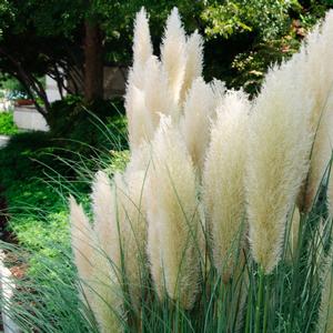 Cortaderia selloana Ivory Feathers&reg;