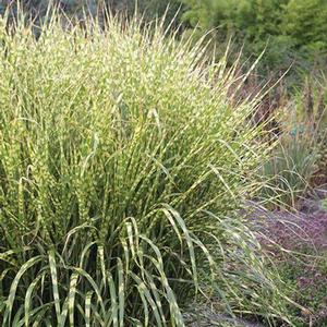 Miscanthus sinensis Gold Breeze