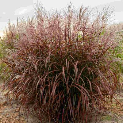 Miscanthus sinensis Lady In Red