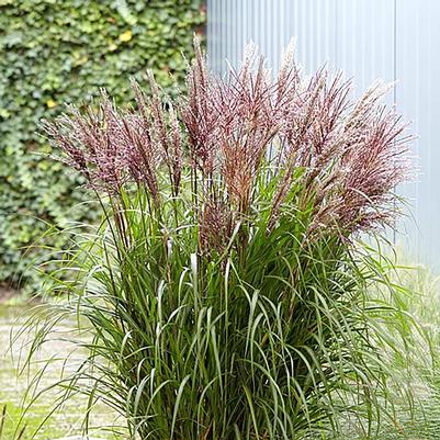 Miscanthus sinensis Volcano